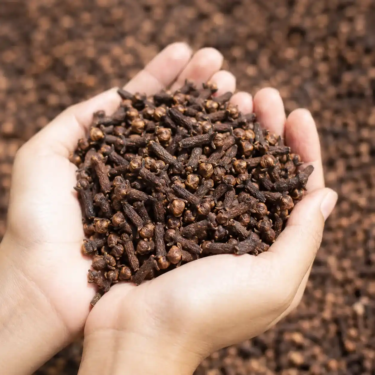 clove exporters
